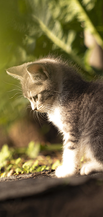 baby animal, kitten, Animal, cat HD phone wallpaper