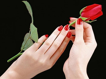 Delicacy, nature, flowers, flower HD wallpaper