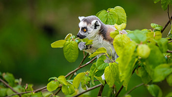 Cute lemur, Playful antics, Adorable expression, Lively background HD wallpaper