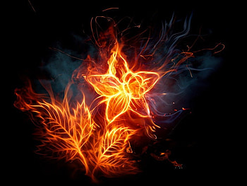 flower on fire, good, seagull, abstrac, beauty HD wallpaper
