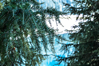Nature, Wood, Tree, Branch, Thorns, Prickles HD wallpaper