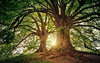 Trees, branches, sunshine, nature HD wallpaper