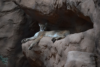 Animals, Puma, Rock, Cool, Cougar HD wallpaper