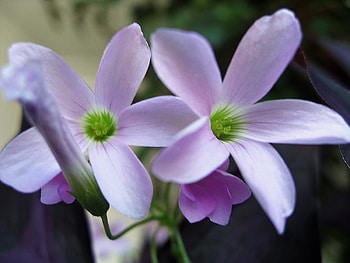 Plants, Flowers HD wallpaper