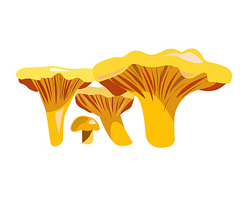 Chanterelle mushrooms, Vector illustration, Artistic depiction, Elegant simplicity HD wallpaper