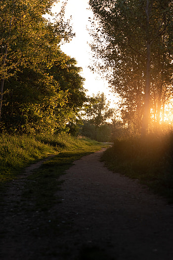 Nature, Trees, Sunset, Beams, Rays, Forest, Path HD phone wallpaper