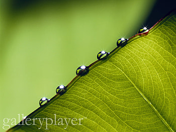 leaf drops, trees, nature, forest HD wallpaper