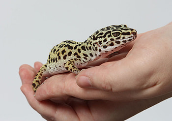 Mojave, leopard, leopard gecko, kodiak, reptile, lizard, gecko HD wallpaper