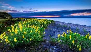 Yellow lupins, river, sky, flowers, spring HD wallpaper