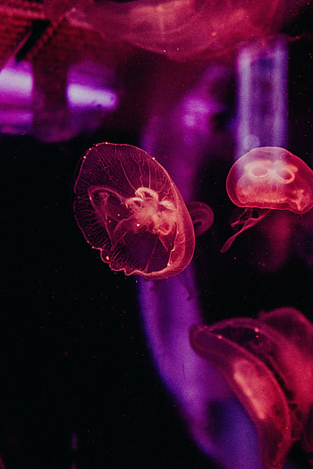 Animals, Jellyfish, Glow, Underwater World, Tentacles HD phone wallpaper