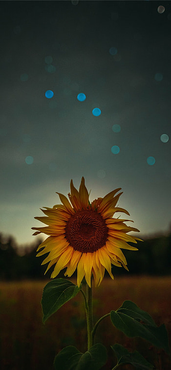 Sunflower , Stunning graphy, , Nature's beauty HD phone wallpaper