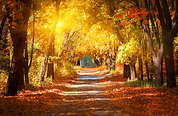 Walk under golden branches, golden, fall, beautiful, walk, season, leaves, branches, road, foliage HD wallpaper