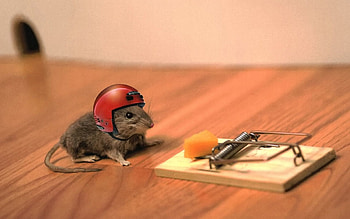 Animals, Cheese, Helmet, Mouse, Situation, Joke, Mousetrap HD wallpaper