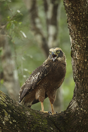 Animals, Bird, Beak, Eagle, Scream, Cry, Claws HD phone wallpaper