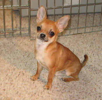 Tripp, dogs, pup, chihuahua, animals HD wallpaper