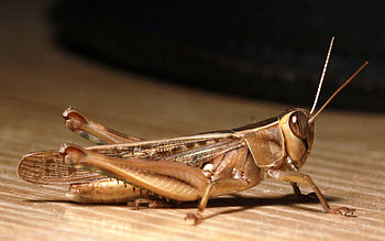 Cricket insect, Nature, Wildlife, Insect HD wallpaper