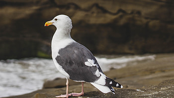 Seagull, Sitting, Rock HD wallpaper