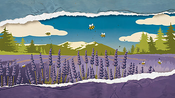 Lavender Dreams: Ultra of a Serene Lavender Field, lavender field, nature, bees, flower, landscape HD wallpaper