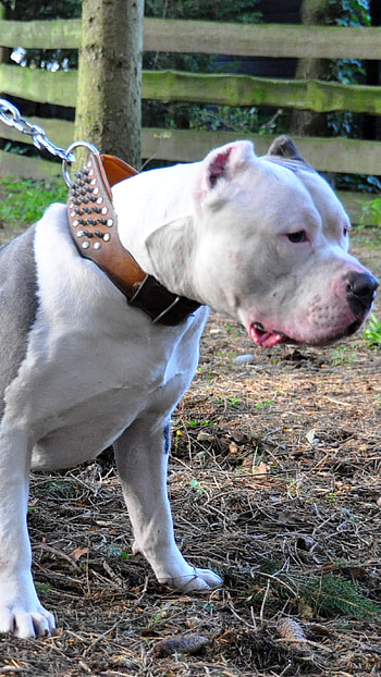 American Bully, Giant, Pitbull, dog breeds HD phone wallpaper