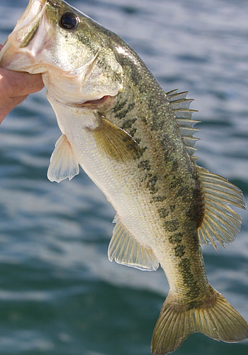 Largemouth Bass , Top HD phone wallpaper