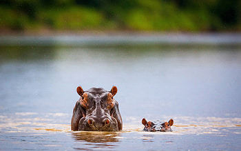 Africa, Hippos, Wildlife, Mother and cub HD wallpaper