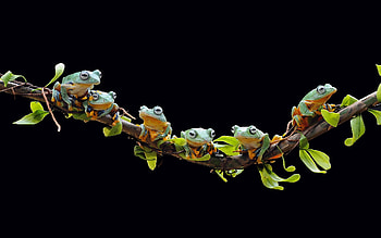 Frogs, branch, graphy, animals HD wallpaper