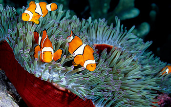 Sea Anemone , Top 10 HD wallpaper