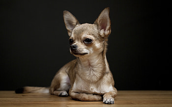Chihuahua in , Captivating , Cute and charming, Stunning visuals HD wallpaper