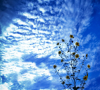 sunflowers_in_blue, blue, clouds, flowers, lovely, nice HD wallpaper