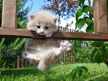 kitty, kitten, cat, nature, pet HD wallpaper