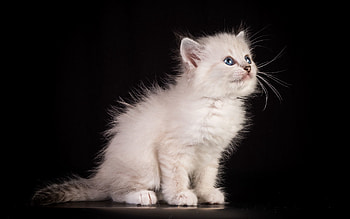 Animals, Cat, Fluffy, Kitty, Kitten HD wallpaper