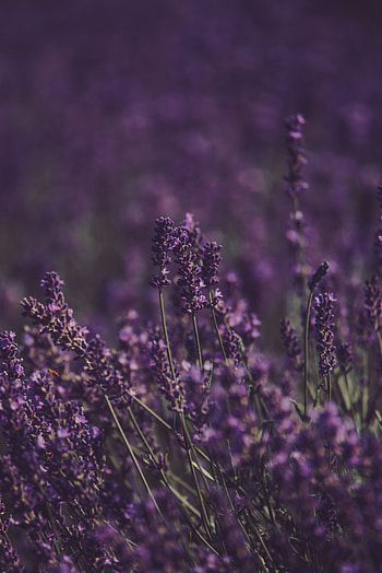Flowers, Violet, Bloom, Flowering, Field, Purple, Lavender HD phone wallpaper
