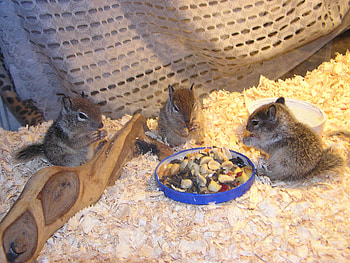 3 SQUIRRELS SHARING A SNACK, baby, wild, friends, squirrel HD wallpaper