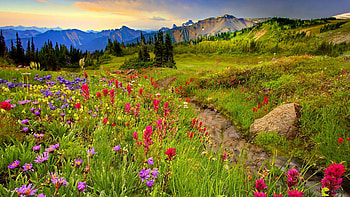 Flower Meadow In The Colorado Mountains, landscape, trees, wildflowers, path, usa HD wallpaper
