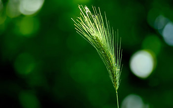 Plants, Grass HD wallpaper