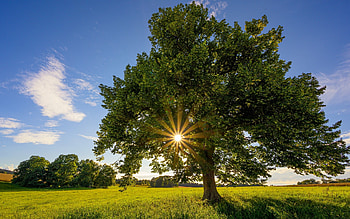 Summer in Germany, sunbeams, Germany, field, tree HD wallpaper