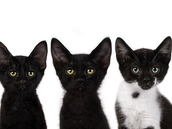Cats, animal, kitten, cat, feline HD wallpaper