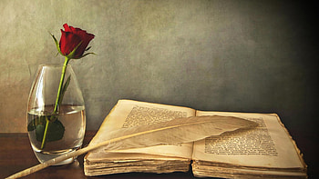 With love, rose, word, book, page HD wallpaper
