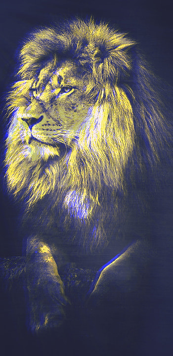 Lion, eye, head HD phone wallpaper