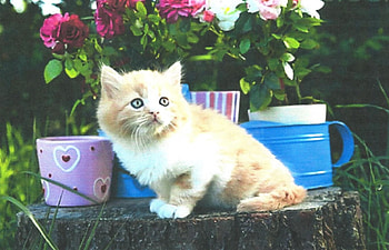 A kitten with pails, kitten, flowers, pail, log HD wallpaper