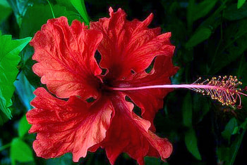 Hibiscus, flower, cool, beautiful, hibiskus, Pretty HD wallpaper