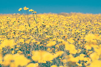 Expansive yellow wildflower field under a bright blue sky in summer. HD wallpaper