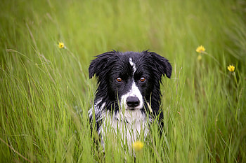 Animals, Grass, Dog, Muzzle, Spotty, Spotted, Wet HD wallpaper