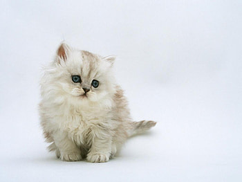 Pussy, animal, kitten, eyes, cat, cut HD wallpaper