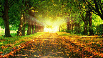 Landscape, Nature, Trees HD wallpaper
