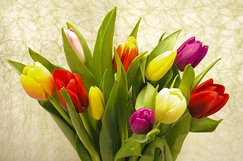 TULIPS, PETALS, LEAVES, COLORS, STEMS HD wallpaper