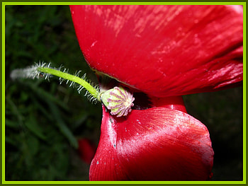flower, nature, flowers HD wallpaper