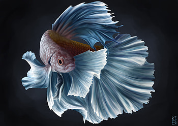 Fish, black, fantasy, elisa krings, blue, betta HD wallpaper