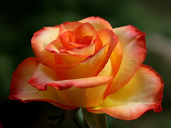 Plants, Flowers, Roses HD wallpaper