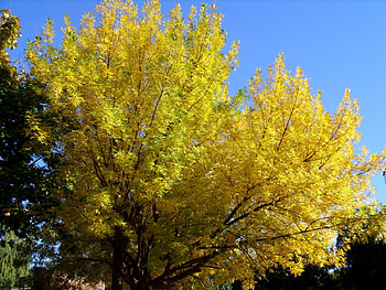 Autumn in campus 2, blue sky, yellow, fall, trees, autumn HD wallpaper
